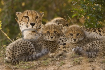cheetah mother and cubs