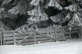 fence in winter forest