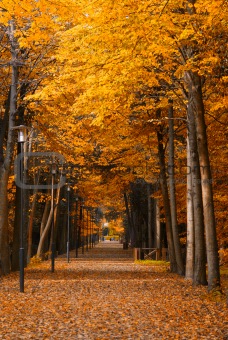 Autumnal path