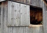 Tobacco Drying in Old Barn