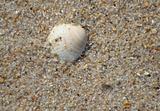 Sea Shell On Sand