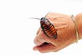 Cockroach on Hand