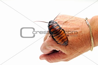 Cockroach on Hand