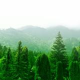 Green forest