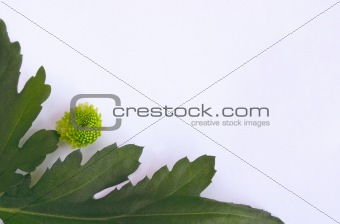 geranium leaves and flower