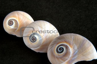 three shells