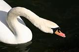 swan drinking