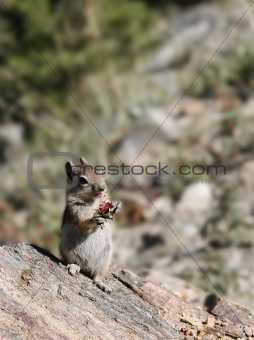 Close-up of Chipmunk chewing fruit