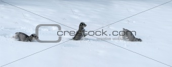 Tryptic of dog in snow