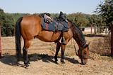 Cavalry horse