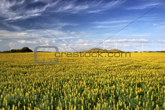 Yellow field with flowers