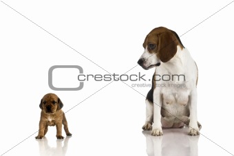 Beagle mom and a brown puppy