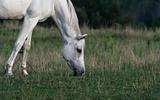 Peaceful Arabian Horse