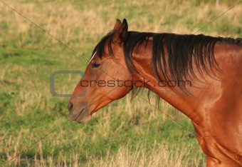 Horse Side Portrait