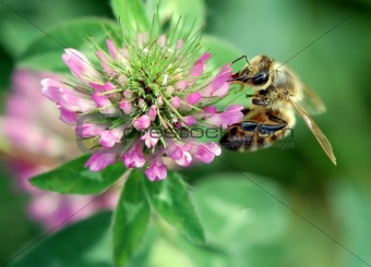 Honey Bee (Apis Mellefera)