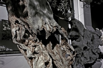 Infrared photo – dried wood inside the bonsai gardens