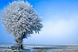 Winter landscape a single tree