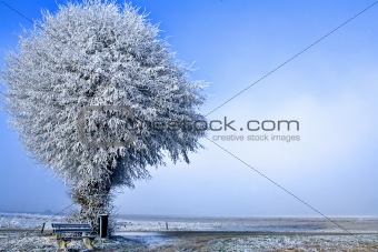 Winter landscape a single tree