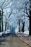 Winter landscape forest road with ice trees