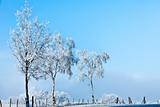 Winter landscape three high trees full of ice