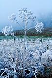 Winter landscape white flower