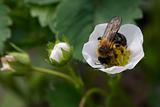 bee on the strawberry flower