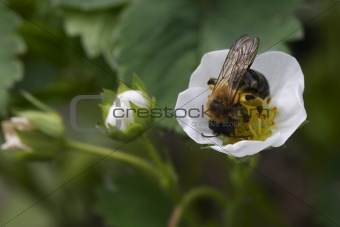 bee on the strawberry flower