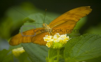 Orange tropical butterfly on a flower