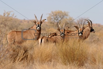 Roan antelopes