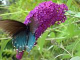 Pipevine Swallowtail Butterfly On A Lilac Butterfly Bush