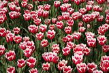 tulip field 11