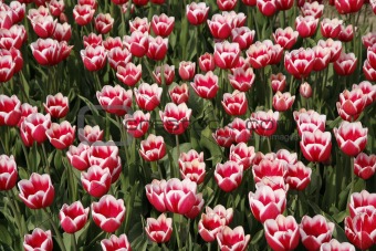 tulip field 11