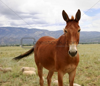 Colorado pony in pasture