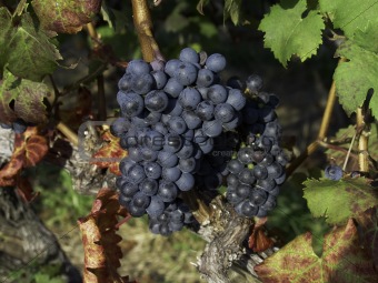 Bunch of Grapes on Vine
