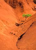 Single tree in red canyon