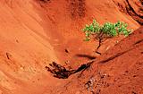 Lone tree in red canyon