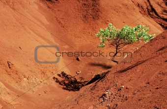 Lone tree in red canyon
