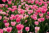 tulip field 14