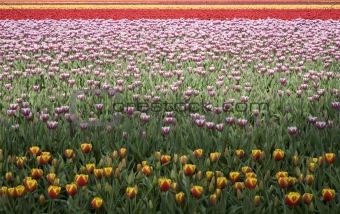 tulip field 15