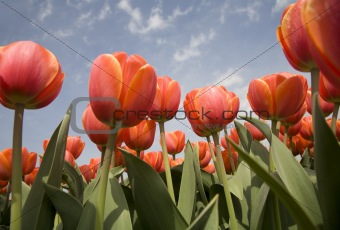 tulip field 16