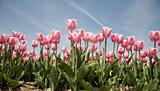 tulip field 19
