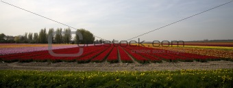 tulip field 17
