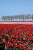 tulip field 21