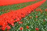 tulip field 23