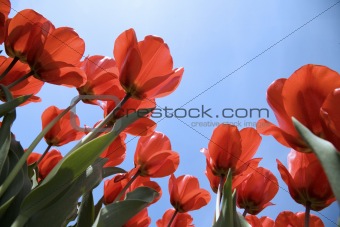 tulip field 26