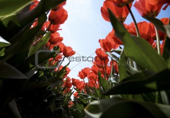 tulip field 27