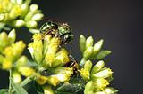 Halictid Bee