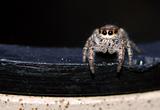 Small Jumping Spider