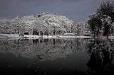 Infrared photo – tree, lake and reflection in the parks