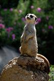 Meerkat sentry